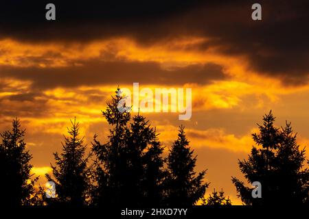 Silhouette of spruce trees against an intense colored sky at dusk, Unnaryd, Sweden Stock Photo