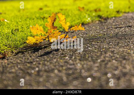 Autumn colored leaves on a sidewalk Stock Photo