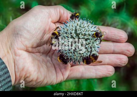 hand with bumblebees making the form of a 5 pointed star who sitting on white thistel Stock Photo