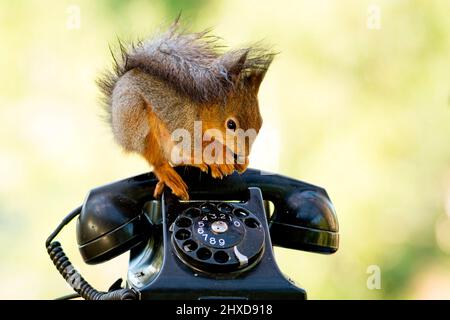 squirrel sitting on a old black telephone Stock Photo