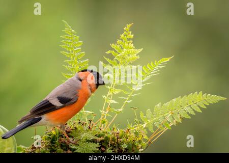 male bullfinch standing on the ground with moss and ferns Stock Photo