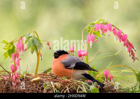male bullfinch standing on the ground with violet flowers Stock Photo