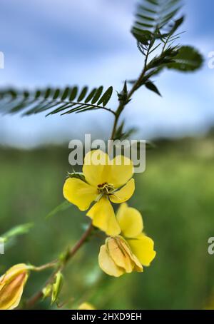 A macro image of a partridge pea plant at full bloom in the fall. Stock Photo