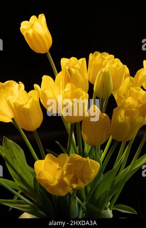 Yellow tulip on the black background, still life Stock Photo