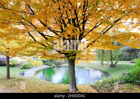Liebfrauensee, chapel path, autumn leaves, Bad Kissingen, Franconia, Bavaria, Germany, Europe Stock Photo