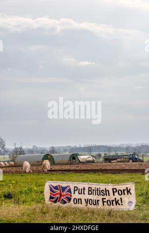 A National Pig Association banner reading Put British Pork on Your Fork displayed in front of a field of pigs on a Norfolk pig farm. Stock Photo