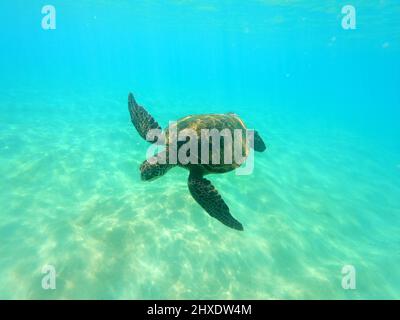 Maui, Hawaii, USA. 3rd Mar, 2022. A green sea turtle swims in the Pacific Ocean along the coast of Makena Beach, also known as Big Beach in MÄkena State Park in the southern Maui. (Credit Image: © K.C. Alfred/ZUMA Press Wire) Stock Photo