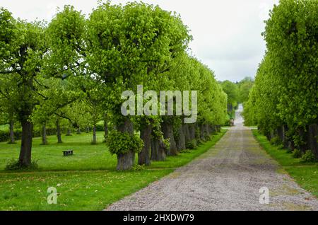 Dirt road lined by an avenue of linden trees in lush park area in spring. Stock Photo