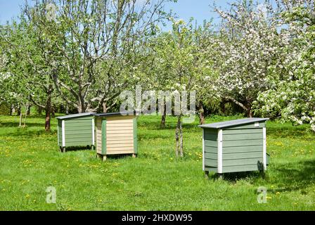 Beehives in cultivated public garden with blossoming fruit trees in late spring. Stock Photo