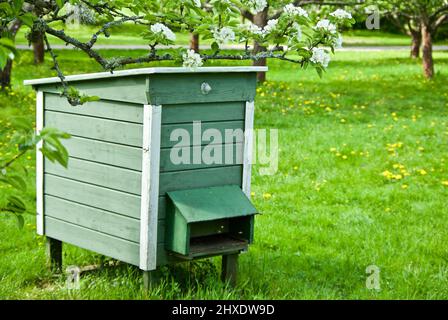 Beehive in cultivated public garden in front of blossoming fruit trees in late spring. Stock Photo