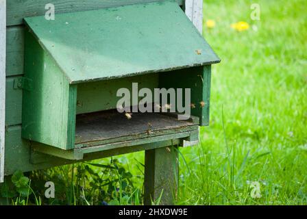 Close up of beehive opening with honey bees in cultivated fruit trees garden in late spring. Stock Photo