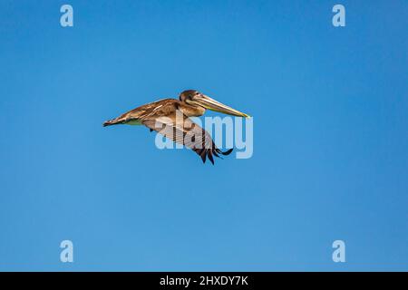 Playa El Tecolote, La Paz, Baja California Sur, Mexico. Brown Pelican over the Sea of Cortez. Stock Photo