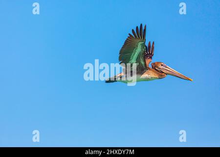 Playa El Tecolote, La Paz, Baja California Sur, Mexico. Brown Pelican over the Sea of Cortez. Stock Photo