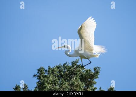 Large great egret (Ardea alba) with wings spread takes off from pine tree against a blue sky Stock Photo