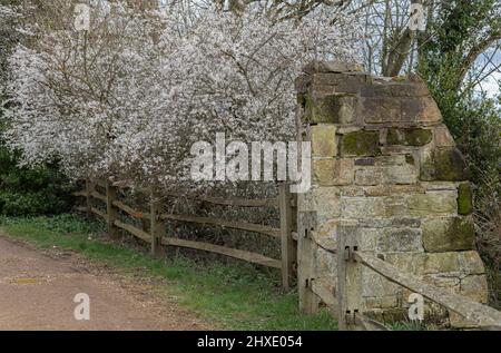 Derelict wall of a castle against a wooden fence and with white spring blossom Stock Photo