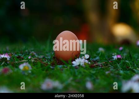 Egg in the grass Stock Photo