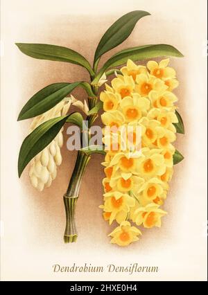 Dendrobium densiflorum is a species of epiphytic or lithophytic