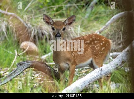 A baby fawn key deer in the florida keys watches through the mangrove forest of Big Pine Key. Stock Photo