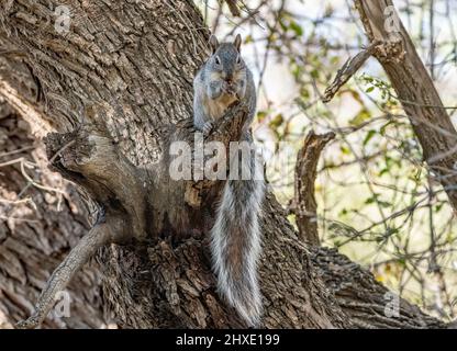 A bushy tailed squirrel sits on broken tree branch feeding on a seed pod. Stock Photo