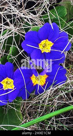 Primula vulgaris, the common primrose, is a species of flowering plant in the family Primulaceae, native to western and southern Europe, N.West Africa Stock Photo