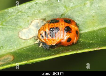 Asian (Harlequin) lady beetle (Harmonia axyridis) adult and pupa stage Stock Photo