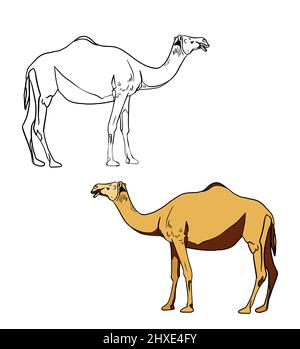 Illustration for a coloring book in color and black and white. Drawing of a camel on a white isolated background. High quality illustration Stock Photo