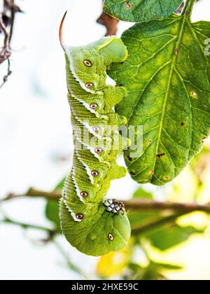 Tomato Hornworm on a Green Leaf in a Merritt Island, Florida Garden Stock Photo