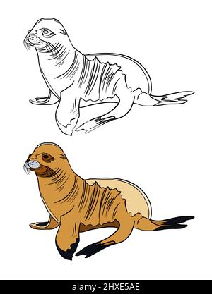 Illustration for a coloring book in color and black and white. Drawing of a seal on a white isolated background. High quality illustration Stock Photo