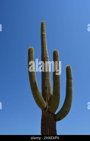 Organ Pipe Cactus National Monument Arizona Stock Photo