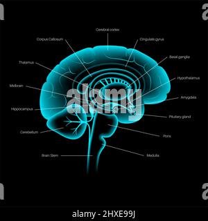Brain anatomy, illustration Stock Photo