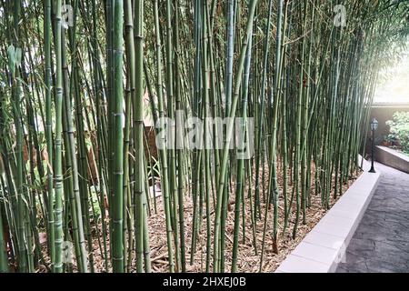 Thin bamboo stems in green forest under bright sunlight. Leaves and branches of different shades of green grow in warm and well-lit place Stock Photo