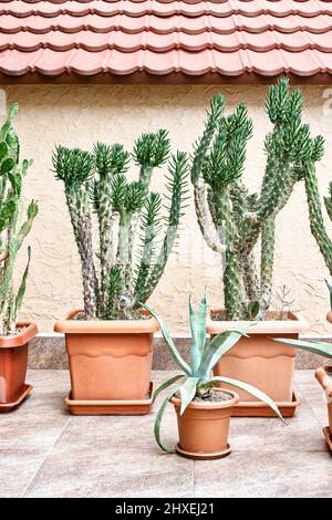 Brown pots with cacti and agave of different kinds growing against beige plastered wall. Green plants with thorns stand in row in yard at bright sunli Stock Photo