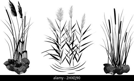 Sedge, stone,cane, bulrush, or grass on a white background.Vector illustration.Black silhouette of reeds. Stock Vector