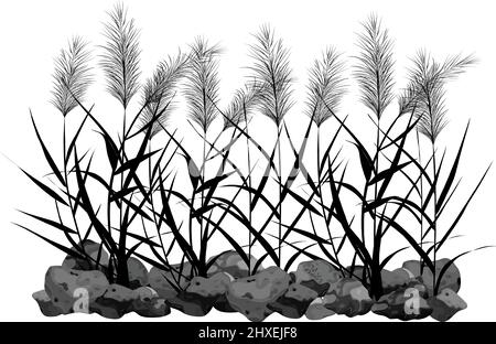 Sedge, stone,cane, bulrush, or grass on a white background.Vector illustration.Black silhouette of reeds. Stock Vector