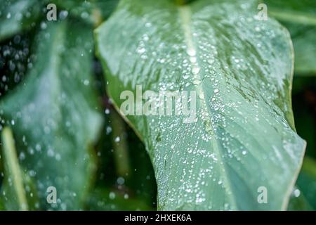 Large canna leaves growing on high plant stems in public garden during watering. Raindrops on lush green leaves in park closeup