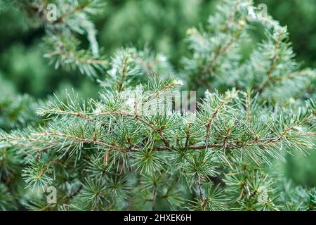 Elegant branches of lebanon cedar with short needles in forest closeup. Evergreen tree in wild ecosystem. Ecology and environment conservation Stock Photo