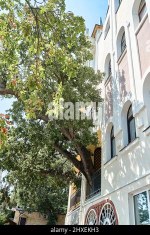 Old oak tree grows through terrace of elegant vintage building on sunny day. Union of nature and urban life. Protecting rare plants and ecology Stock Photo