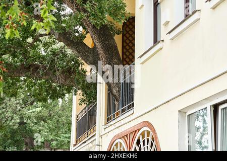 Old oak tree grows through terrace of elegant vintage building on sunny day. Union of nature and urban life. Protecting rare plants and ecology Stock Photo