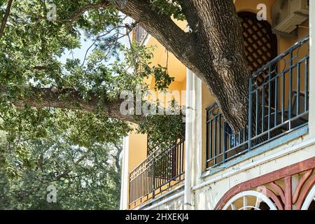 Old oak tree grows through terrace of elegant vintage building on sunny day. Union of nature and urban life. Protecting rare plants and ecology Stock Photo