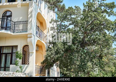 Old oak tree grows through terrace of elegant vintage building on sunny day. Union of nature and urban life. Protecting rare plants and ecology Stock Photo