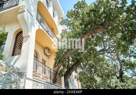 Old oak tree grows through terrace of elegant vintage building on sunny day. Union of nature and urban life. Protecting rare plants and ecology Stock Photo