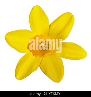 Yellow daffodil in close-up on a white background Stock Photo