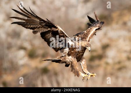 Adult male golden eagle landing in a mountainous area with the first light of a cold winter day Stock Photo