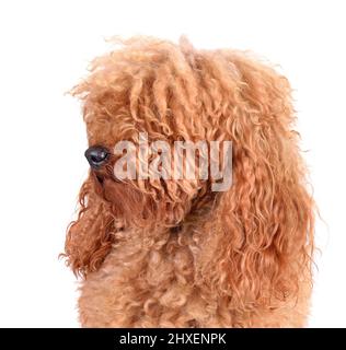 Portrait of fully coated poodle before grooming procedures against a white background Stock Photo