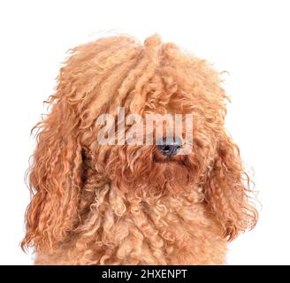 Portrait of fully coated poodle before grooming against a white background Stock Photo