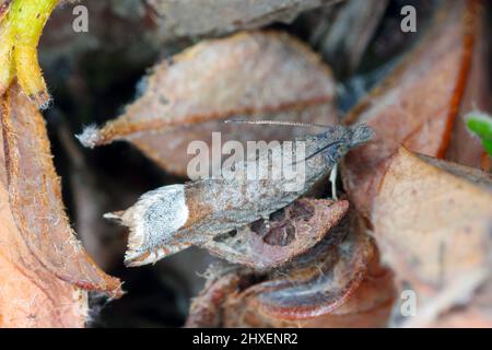 Ancylis tineana is a moth of the family Tortricidae. Larvae - caterpillars can become a pest in orchards and gardens. Moth On a damaged Cotoneaster. Stock Photo