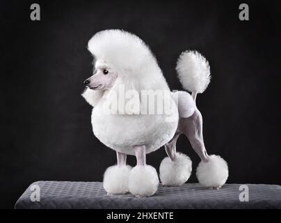 Beautiful white toy poodle in continental clip standing on black background Stock Photo