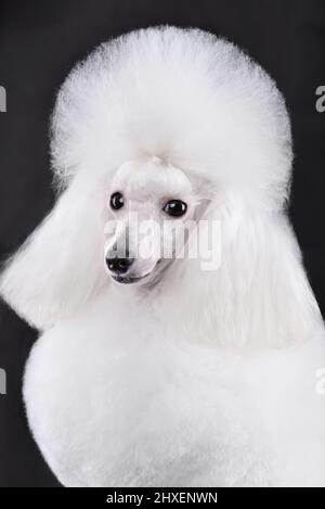 Resting Beautiful Black And White Toy Poodle On Black Background Stock 