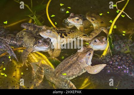 A group of six common frogs, Rana temporaria, with spawn in a pond, UK Stock Photo