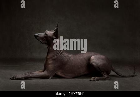 Lying standart Xoloitzcuintli or Mexican Hairless Dog on a black background Stock Photo